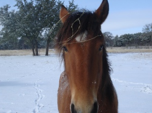 Horse Photo - Ranger close-up in the snow