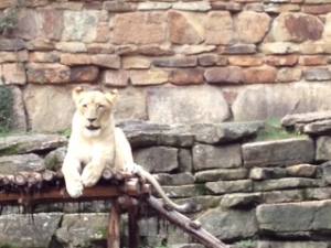 Photo - Lioness at the Fort Worth Zoo