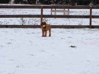 Dog Photo - Maybelle plays with the tennis ball in the ice