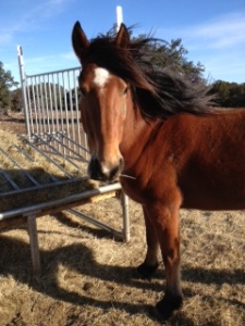 Horse Photo - Ranger with his mane blowing in the wind