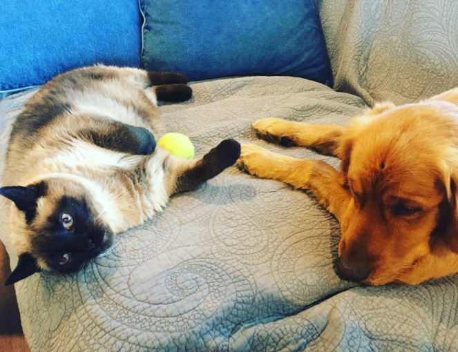 My Farmtastic Life - Rhino the cat and Max the dog
